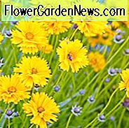 Coreopsis grandiflora 'Sunray', Tickseed 'Sunray', Sunray Tickseed, trockentolerante Pflanzen, trockene Bodenpflanzen, hitzebeständige Pflanzen, feuchtigkeitstolerante Pflanzen, gelbe Blüten