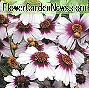 Coreopsis Rosea 'Süße Träume', Coreopsis Süße Träume, Rosa Tickseed Süße Träume, Rosa Coreopsis Süße Träume