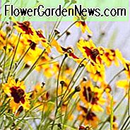 Coreopsis tinctoria, Dyer's Tickseed, Nuttal Weed, Plains Coreopsis, Golden Tickse, Goldenwave, Calliopsis, trockentolerante Pflanzen, trockene Bodenpflanzen, hitzebeständige Pflanzen, feuchtigkeitstolerante Pflanzen, gelbe Blüten
