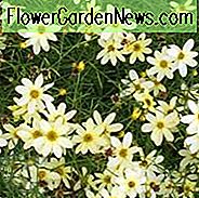 Coreopsis Verticillata 'Moonbeam', Coreopsis Moonbeam, Tickseed Moonbeam, Threadleaf Coreopsis Moonbeam, Whorled Coreopsis Moonbeam, trockentolerante Pflanzen, trockene Bodenpflanzen, hitzebeständige Pflanzen, feuchtigkeitstolerante Pflanzen, gelbe Blüten