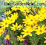 Coreopsis Verticillata 'Zagreb', Coreopsis Zagreb, Tickseed Zagreb, Fadenblatt Coreopsis Zagreb, Whorled Coreopsis Zagreb, Trockentolerante Pflanzen, trockene Bodenpflanzen, hitzebeständige Pflanzen, feuchtigkeitstolerante Pflanzen, gelbe Blüten