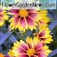 Coreopsis 'Enchanted Eve', Tickseed 'Enchanted Eve', 'Enchanted Eve' Tickseed, Li 'l Bang Serie, Dürre-tolerante Pflanzen, trockene Bodenpflanzen, hitzebeständige Pflanzen, feuchtigkeitstolerante Pflanzen, gelbe Blüten, rote Blüten, zweifarbige Blüten