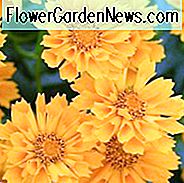 Coreopsis 'Jethro Tull', Tickseed 'Jethro Tull', 'Jethro Tull' Tickseed, trockentolerante Pflanzen, trockene Bodenpflanzen, hitzebeständige Pflanzen, feuchtigkeitstolerante Pflanzen, gelbe Blüten