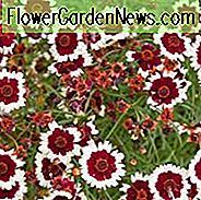 Coreopsis 'Jive', Tickseed Jive, Trockenheitstolerante Pflanzen, zweifarbige Coreopsis, zweifarbige Blüten