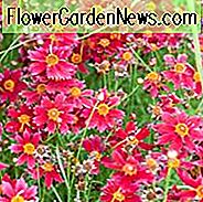 Coreopsis 'Limerock Ruby', Tickse Limerock Rubin, Limerock Ruby Tickse, Dürre tolerante Pflanzen, rote Blüten