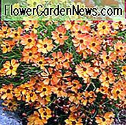 Coreopsis Mango Punch, Mango Punch, Mango Punch Coreopsis, Mango Punch Tickseed, Trockenheit tolerante Pflanzen, trockene Bodenpflanzen, hitzebeständige Pflanzen, Feuchtigkeit tolerante Pflanzen, Orangenblüten