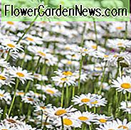 Leucanthemum superbum Informationen, Leucanthemum x superbum Informationen, Shasta Daisy Informationen, Leucanthemum Becky, Leucanthemum Bananen-Creme, Leucanthemum Crazy Daisy