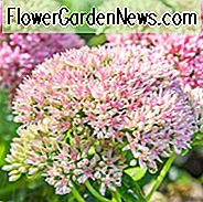 Mauerpfeffer 'Herbstfreude', Sedum 'Herbst Freude', Hylotelephium Spectabile, Sedum Spectabile, Sedum Matrona, Sedumpurple Kaiser, Border Sedums, Herbstblumen, Herbst Stauden