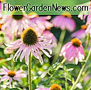 Coneflowers, Echinacea, Echinacea Purpurea, Sonnenhut, Echinacea Hybriden, Coneflowers, Cone Blumen, Sonnenhut, Dürre tolerante Pflanzen