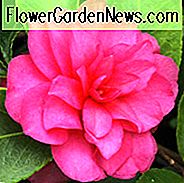 Camellia Hiemalis 'Chansonette', Camellia 'Chansonette', 'Chansonette' Camellia, Camellia sasanqua 'Chansonette', herfstbloeiende camelia's, winterbloeiende camelia's, camelia's in het vroege seizoen, roze bloemen, roze camelia's