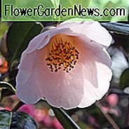 Camellia Japonica 'Apple Blossom', Camellia 'Apple Blossom', 'Apple Blossom' Camellia, Fall Blooming Camellias, Winter Blooming Camellias, Spring Blooming Camellias, Early Season Camellias, Mid Season Camellias, Witte bloemen, White Camellias, Camellia japonica 'Joy Sander '