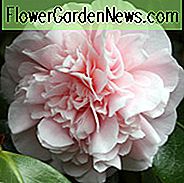 Camellia Japonica 'Debutante', Camellia 'Debutante', 'Debutante' Camellia, Camellia 'Sarah C. Hastie', Herfst Bloeiende Camelia's, Winterbloeiende Camelia's, Lente bloeiende Camelia's, Vroege tot Middenseizoen Camelia's, Roze Camelia's, Roze bloemen
