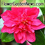 Camellia Sasanqua 'Bonanza', Camellia 'Bonanza', 'Bonanza' Camellia, Herfstbloeiers, Winterbloeiende camelia's, Rode bloemen, Rode camelia's, Vroege seizoenen Camellia's