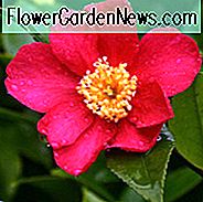 Camellia Sasanqua 'Crimson King', Camellia 'Crimson King', 'Crimson King' Camellia, Fall Blooming Camellias, Winter Blooming Camellias, Rode bloemen, Rode camelia's, Vroege seizoenen Camellia's