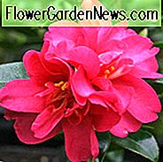 Camellia Sasanqua 'Kanjiro', Camellia 'Kanjiro', 'Kanjiro' Camellia, Camellia 'Utamakura', Camellia 'Hiryu', Camellia hiemalis 'Kanjiro', herfstbloeiende camelia's, winterbloeiende camelia's, camelia's in het vroege seizoen, rode bloemen, rode camelia's