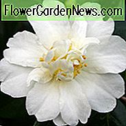 Camellia 'Polar Ice', 'Polar Ice' Camellia, Cold Hardy Camellias, Camellia Hybrids, Winter Series Camellias, Witte bloemen, Fall Camellia's, Fall Blooming Camellias, Winter Blooming Camellias