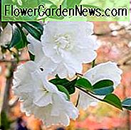 Camellia Sasanqua 'Mine-No-Yuki', Camellia 'Mine-No-Yuki', 'Mine-No-Yuki' Camellia, Camellia 'White Doves', Camellia 'Snow on the Ridge', Camellia 'Snow', Camellia 'Snow on the Mountain ', herfstbloeiende camelia's, winterbloeiende camelia's, camelia's uit het vroege seizoen, witte bloemen, witte camelia's