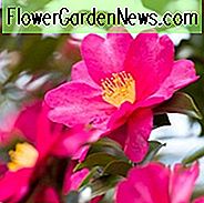 Camellia, Camelia's, Camellia's kweken, Camelia's bloeitijd, Camellia bloeiseizoen, Camellia Sasanqua, Herfstbloemige Camellia, Winterbloeiende Camelia's, Koude winterharde Camelia's, Lente bloeiende Camelia's,