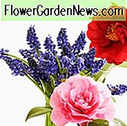 Herfstbloeiende camelia's, winterbloeiende camelia's, lentebloeiende camelia's, landschapsarchitectuur met camelia's, camelia-planten, camelia's,