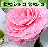 Koude Hardy Camelia's, Winterharde Camelia's, Winterreeks Camelia's, Herfstcamelias, Herfstbloeiende Camelia's, Lente bloeiende Camelia's, Winterbloeiende Camelia's