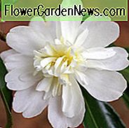 Camellia 'Snow Flurry', 'Snow Flurry' Camellia, Cold Hardy Camellias, Camellia Hybrids, Winter Series Camellias, White Camellias, Fall Camellias, Fall Blooming Camellias, Winter Blooming Camellias, Camellia's in het vroege seizoen