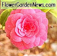 Herfstbloeiende camelia's, winterbloeiende camelia's, lentebloeiende camelia's, landschapsarchitectuur met camelia's, camellia's kiezen