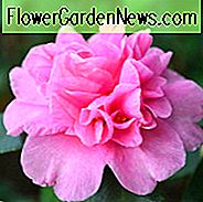Camellia sasanqua 'Sparkling Burgundy', Camellia hiemalis 'Sparkling Burgundy', 'Sparkling Burgundy' Camellia, herfst Bloeiende camelia's, winterbloeiende camelia's, camelia's in het vroege seizoen, roze bloemen, roze camelia's, camelia's in het vroege seizoen