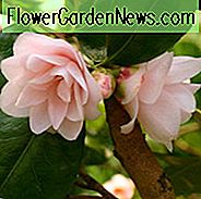 Camellia 'Spring Mist', 'Spring Mist' Camellia, Winter Blooming Camellias, Spring Blooming Camellias, Geurige Camelia's, Vroeg tot Midden Seizoen Camelia's, Roze bloemen, Roze Camelia's