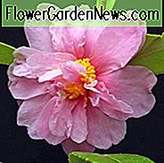 Camellia 'Winter's Charm', 'Winter's Charm' Camellia, Cold Hardy Camellias, Camellia Hybrids, Winter Series Camellia's, Roze bloemen, Herfstcameli's, Herfstbloeiers, Winterbloeiende camelia's, Vroege seizoenen Camellia's