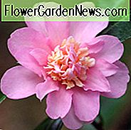 Camellia 'Winter's Interlude', 'Winter's Interlude' Camellia, Cold Hardy Camellias, Camellia Hybrids, Winter Series Camellia's, Roze bloemen, Herfstcameli's, Herfstbloeiers, Winterbloeiende camelia's, Vroege seizoenen Camellia's