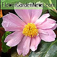 Camellia 'Winter's Rose', 'Winter's Rose' Camellia, Cold Hardy Camellias, Camellia Hybrids, Winter Series Camellia's, Roze bloemen, Herfstcameli's, Herfstbloeiers, Winterbloeiende camelia's, Vroege seizoenen Camellia's