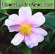 Camellia 'Winter's Star', 'Winter's Star' Camellia, Cold Hardy Camellias, Camellia Hybrids, Winter Series Camellia's, Roze bloemen, Herfstcameli's, Herfstbloeiers, Winterbloeiende camelia's, Vroege seizoenen Camellia's