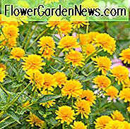 Heliopsis Helianthoides informacija, klaidinga saulėgrąžų informacija, saulėgrąžų Heliopsis informacija, Oxeye saulėgrąžų informacija