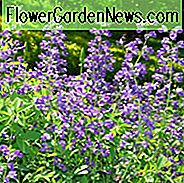 Baptisia Australis, klaidingas indigas, bastardis lubinas, mėlynas netikras indigas, melagingas lubinas, auksinis indigas, indigo piktžolės, tamsios melagingos indigo, mėlynos gėlės, mėlynos daugiamečiai augalai