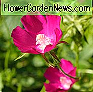 Callirhoe Involucrata, purpurinė aguonų malvelė, Buffalo Rose, Winecup, Sausumus tolerantiški daugiamečiai augalai, purpurinės daugiamečių gėlių, Evergreen daugiamečiai augalai, Žemas priežiūros daugiametis augalas