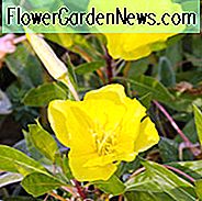 Oenothera Macrocarpa, Ozark Sundrops, Oenothera Missouriensis, Misūris Evening Primrose, Misūris Primrose, geltonos gėlės, žemės dangos, grouncover, daugiamečių žemės danga
