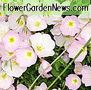 Oenothera Speciosa (vakarinė primrose), vakarienė, rožinės moterys, balta vakarienė, pinkladies, rožinė vakarinė pamušalas, švelni vakarienė, meksikietiškos pirmenybės, rožinės gėlės, žemės dangos, augalija, daugiamečių žemės danga