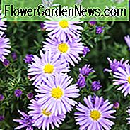 Asteris Amellusas, Italijos asteris, Italijos Starwortas, Michaelmas Daisy, Fall Aster, Rudens daugiamečiai augalai, Fall Gėlės, Aster Violetinė karalienė, Aster King Georges, Purpurinės gėlės