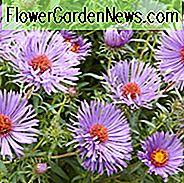 Aster Novae-Angliae 'Treasure', Neuengland Aster 'Treasure', Michaelmas Daisy 'Schatz', Symphyotrichum Novae-Angliae 'Schatz', lila Aster, Lilac aster