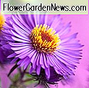 Aster Novae-Angliae 'Violetta', Neuengland Aster 'Violetta', Michaelis Daisy 'Violetta', Symphyotrichum Novae-Angliae 'Violetta', violette Aster, violette Aster