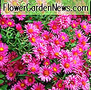Aster Novae-Angliae 'Andenken an Alma Potschke', Neuengland Aster 'Andenken an Alma Potschke', Michaelis Daisy 'Andenken an Alma Potschke', Symphyotrichum Novae-Angliae 'Andenken an Alma Potschke', Neuengland Aster 'Alma Potschke', Michaelis Daisy 'Alma Potschke', Symphyotrichum Novae-Angliae 'Alma Potschke',