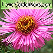 Aster Novae-Angliae 'Barrs Pink', New England Aster 'Barrs Pink', Michaelas Daisy 'Barrs Pink', Symphyotrichum Novae-Angliae 'Barrs Pink', rosa Aster