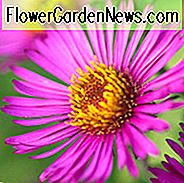 Aster Novae-Angliae 'Lou Williams', Neuengland Aster 'Lou Williams', Michaelis Daisy 'Lou Williams', Symphyotrichum Novae-Angliae 'Lou Williams', Aster 'Lou Williams', Pink Aster