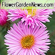 Aster Novae-Angliae 'Pink Victor', Neuengland Aster 'Pink Victor', Michaelis Daisy 'Pink Victor', Symphyotrichum Novae-Angliae 'Pink Victor', rosa Aster