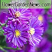 Aster Novae-Angliae 'Lila Kuppel', New England Aster 'Lila Kuppel', Michaelis Daisy 'Lila Kuppel', Symphyotrichum Novae-Angliae 'Lila Kuppel', lila Aster, violette Aster