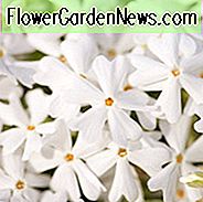 Phlox Subulata 'Schneeflocke', Phlox 'Schneeflocke', Alpen Phlox 'Schneeflocke', Moos Phlox 'Schneeflocke', Kriecher Phlox 'Schneeflocke', weiße Phlox, weiße Blüten