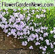 Phlox Subulata 'Smaragd Kissen Blau', Phlox 'Smaragd Kissen Blau', Alpine Phlox 'Smaragd Kissen Blau', Moos Phlox 'Smaragd Kissen Blau', Creeping Phlox 'Smaragd Kissen Blau', Blaue Phlox, Blaue Blumen
