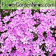 Phlox Subulata 'Emerald Pink', Phlox 'Emerald Pink', Alpen Phlox 'Emerald Pink', Moos Phlox 'Emerald Pink', Creeping Phlox 'Emerald Pink', rosa Phlox, rosa Blüten