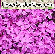Phlox Subulata 'Rote Flügel', Phlox 'Rote Flügel', Alpen Phlox 'Rote Flügel', Moos Phlox 'Rote Flügel', Schleicher Phlox 'Rote Flügel', Rote Phlox, Rote Blüten