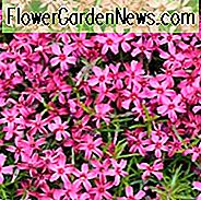 Phlox Subulata 'Scharlachrote Flamme', Phlox 'Scharlachrote Flamme', Alpine Phlox 'Scharlachrote Flamme', Moos Phlox 'Scharlachrote Flamme', Schleichende Phlox 'Scharlachrote Flamme', Rosa Phlox, Rosa Blüten